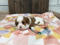 Mateo, a male Cavalier King Charles Spaniel for sale in Lebanon, MO – Photo 3 of 4