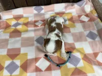 Mateo, a male Cavalier King Charles Spaniel for sale in Lebanon, MO – Photo 2 of 4