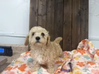 Priscilla, a female Cavapoo for sale in Lebanon, MO – 2 of 8