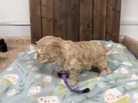 Priscilla, a female Cavapoo for sale in Lebanon, MO – Photo 2 of 4