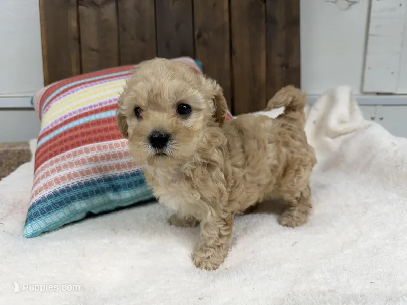 Priscilla – Cavapoo puppy for sale in Lebanon, MO