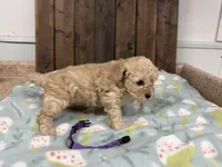 Priscilla, a female Cavapoo for sale in Lebanon, MO – Photo 3 of 4