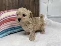 Priscilla, a female Cavapoo for sale in Lebanon, MO – 4 of 8