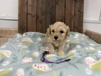 Priscilla, a female Cavapoo for sale in Lebanon, MO – Photo 1 of 4