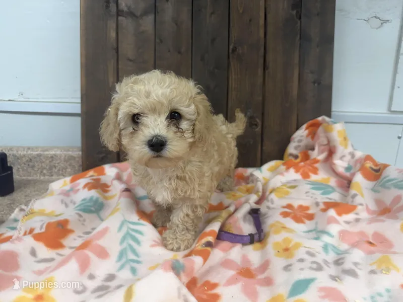 Priscilla – Cavapoo puppy for sale in Lebanon, MO