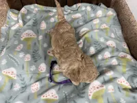 Priscilla, a female Cavapoo for sale in Lebanon, MO – Photo 4 of 4