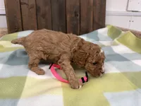 Sue, a female Cavapoo for sale in Lebanon, MO – 3 of 3