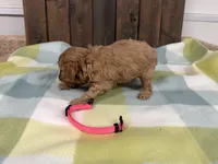 Sue, a female Cavapoo for sale in Lebanon, MO – 2 of 3