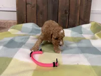 Sue, a female Cavapoo for sale in Lebanon, MO – 1 of 3