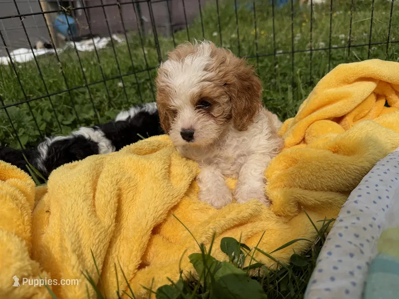 Ringo – Cavapoo puppy for sale in Lebanon, MO