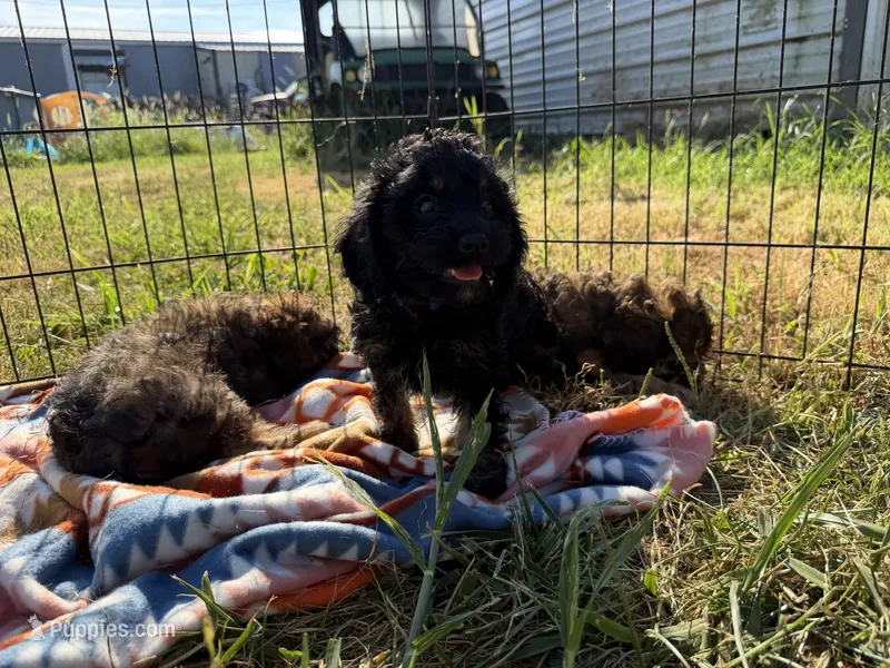 Billy – Cavapoo puppy for sale in Lebanon, MO