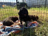 Billy, a male Cavapoo for sale in Lebanon, MO – 2 of 9