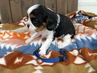 George, a male Cavalier King Charles Spaniel for sale in Lebanon, MO – 3 of 4