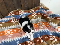 Gage, a male Cavalier King Charles Spaniel for sale in Lebanon, MO – 2 of 4