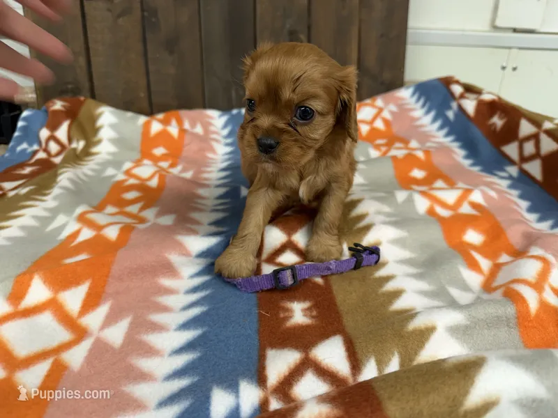 Eden – Cavalier King Charles Spaniel puppy for sale in Lebanon, MO