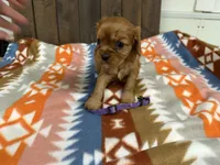 Eden, a female Cavalier King Charles Spaniel for sale in Lebanon, MO – 2 of 4