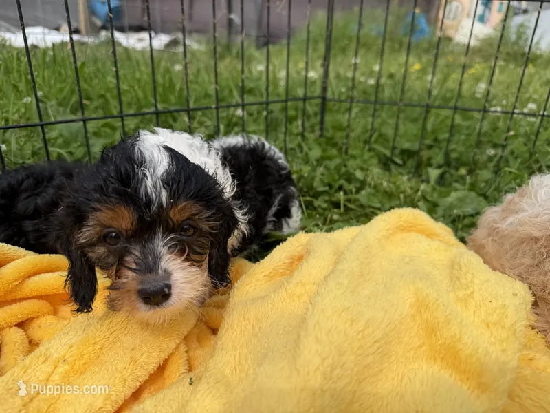 Romeo – Cavapoo puppy for sale in Lebanon, MO