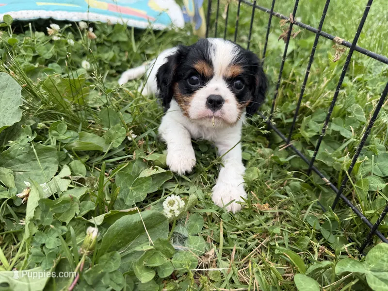 Tala – Cavalier King Charles Spaniel puppy for sale in Lebanon, MO