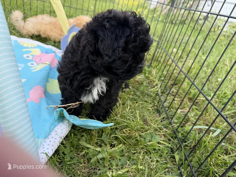 Quade – Shihpoo puppy on hold in Lebanon, MO