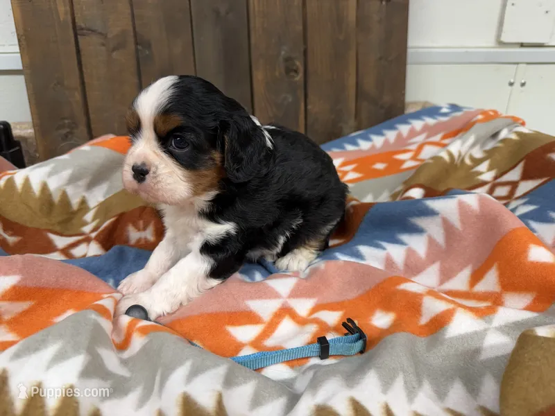 Furby – Cavalier King Charles Spaniel puppy for sale in Lebanon, MO
