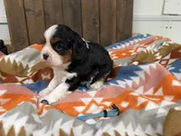 Furby, a male Cavalier King Charles Spaniel for sale in Lebanon, MO – 1 of 4