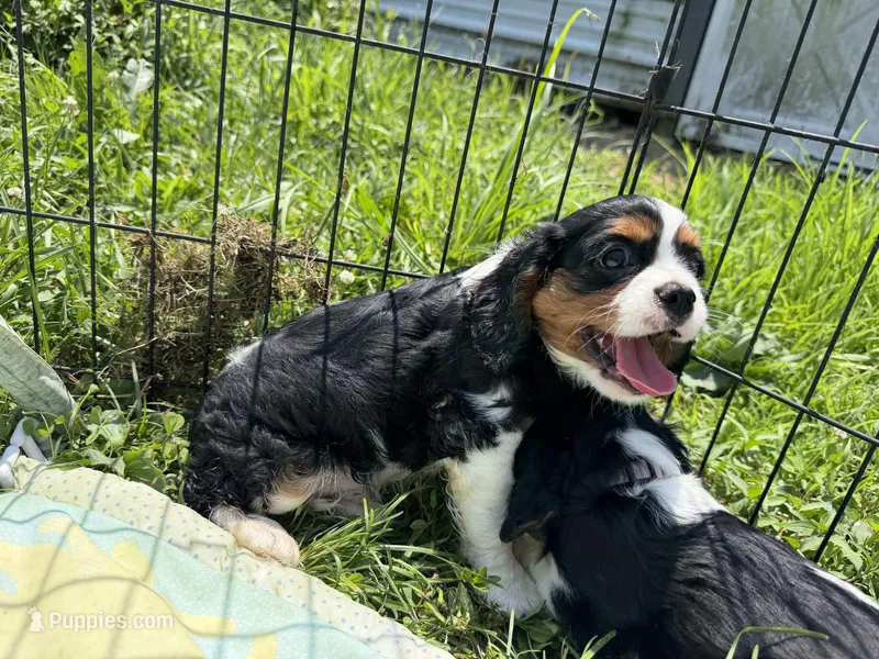 Whiskey – Cavalier King Charles Spaniel puppy for sale in Lebanon, MO
