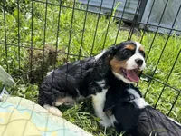 Whiskey, a male Cavalier King Charles Spaniel for sale in Lebanon, MO – 1 of 4