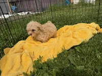 Priscilla, a female Cavapoo for sale in Lebanon, MO – 3 of 7