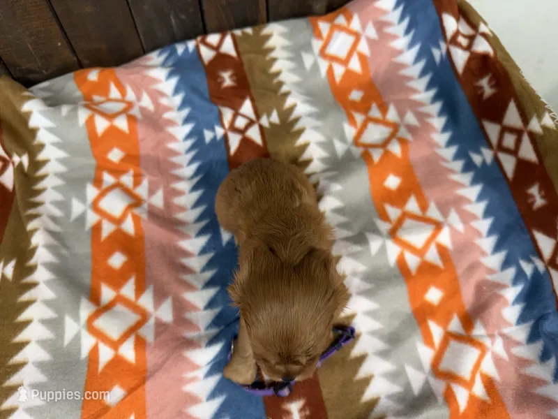 Eden – Cavalier King Charles Spaniel puppy for sale in Lebanon, MO