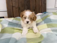 Andy, a male Shihpoo for sale in Lebanon, MO – 4 of 4