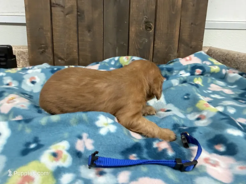 Vito – Cavalier King Charles Spaniel puppy for sale in Lebanon, MO