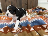 Gage, a male Cavalier King Charles Spaniel for sale in Lebanon, MO – 3 of 4
