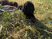 Billy, a male Cavapoo for sale in Lebanon, MO – 4 of 9