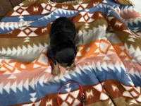 Gus, a male Cavalier King Charles Spaniel for sale in Lebanon, MO – 2 of 4