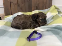 Britt, a female Cavapoo for sale in Lebanon, MO – 2 of 3