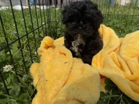 Quade, a male Shihpoo for sale in Lebanon, MO – 6 of 9
