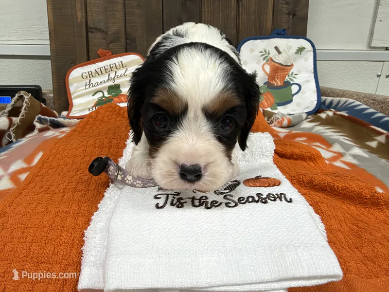 Heidi – Cavalier King Charles Spaniel puppy for sale in Lebanon, MO