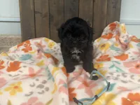 Quade, a male Shihpoo for sale in Lebanon, MO – 1 of 3