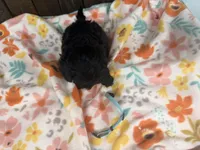 Quade, a male Shihpoo for sale in Lebanon, MO – 3 of 3