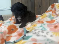 Quade, a male Shihpoo for sale in Lebanon, MO – 2 of 3