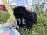 Quade, a male Shihpoo for sale in Lebanon, MO – 3 of 9