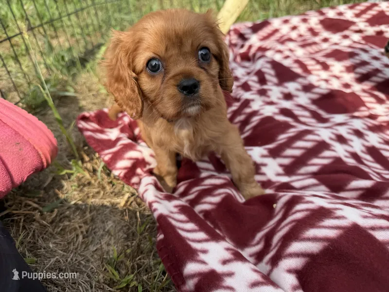 Eden – Cavalier King Charles Spaniel puppy on hold in Lebanon, MO