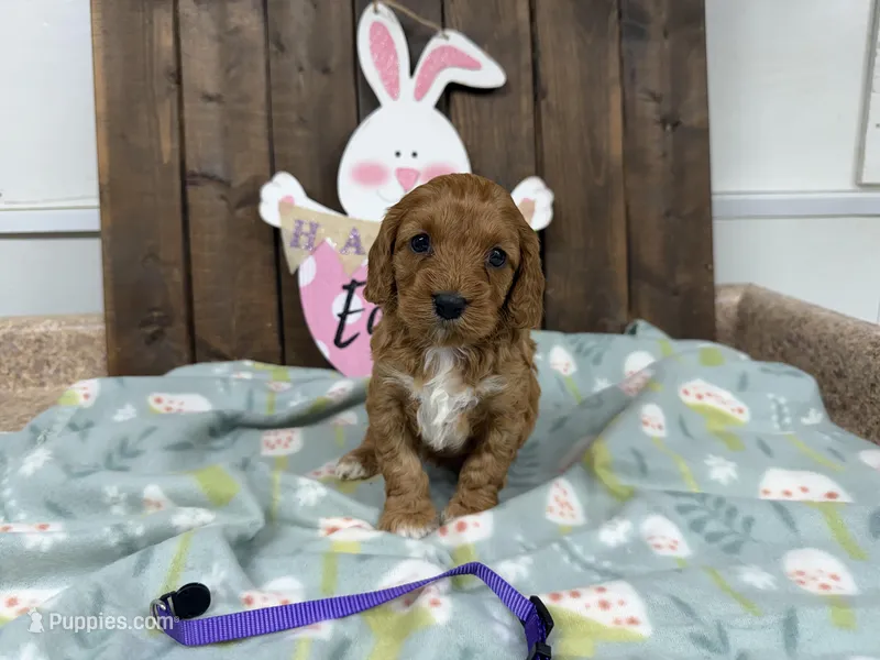 Nellie – Cavapoo puppy for sale in Lebanon, MO