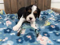 Whiskey, a male Cavalier King Charles Spaniel for sale in Lebanon, MO – 3 of 3