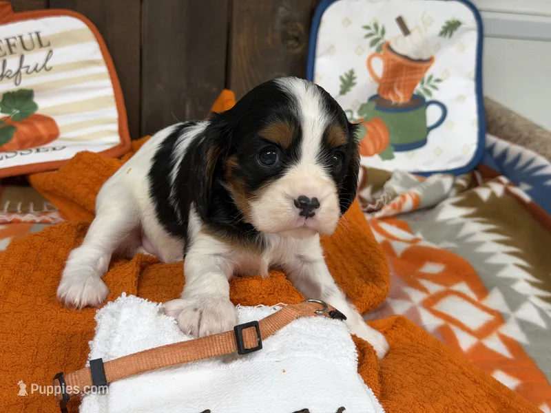 Holly – Cavalier King Charles Spaniel puppy for sale in Lebanon, MO
