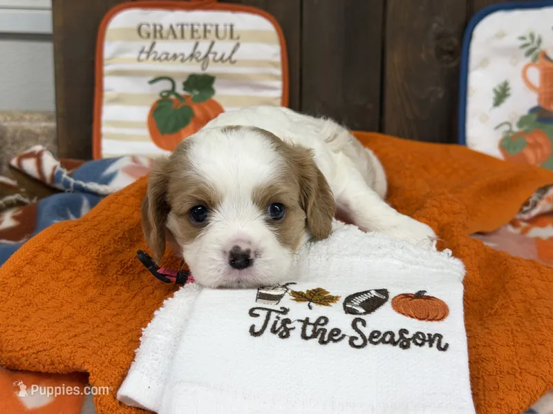 Jade – Cavalier King Charles Spaniel puppy for sale in Lebanon, MO
