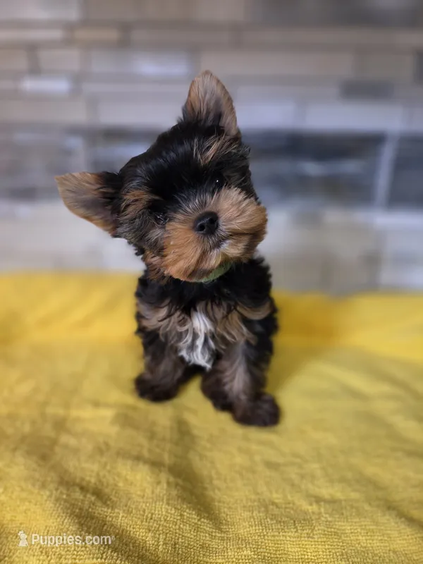 Green-male – Yorkshire Terrier puppy for sale in Noblesville, IN