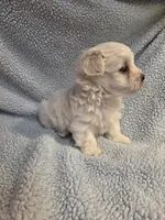Blue, a male Maltese for sale in Noblesville, IN – 5 of 6