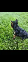 Male-blue, a male Yorkshire Terrier for sale in Noblesville, IN – 4 of 6