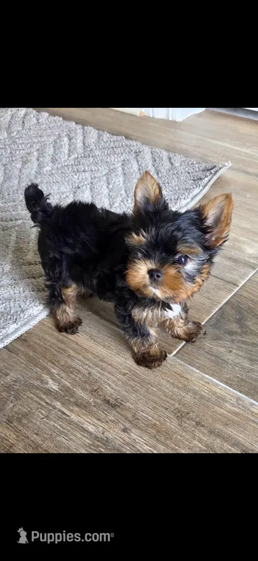 Green-male – Yorkshire Terrier puppy for sale in Noblesville, IN